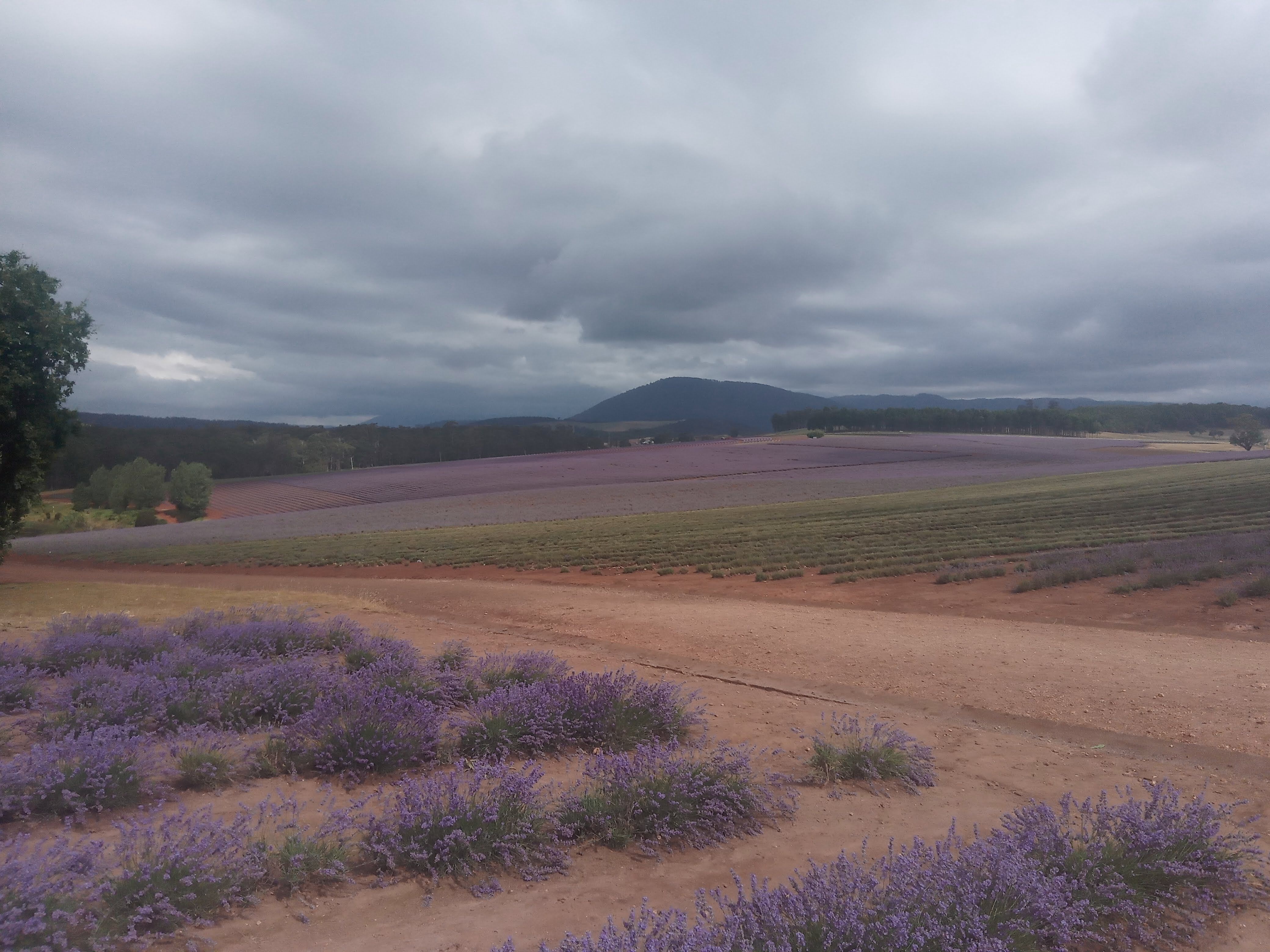 Lavenders